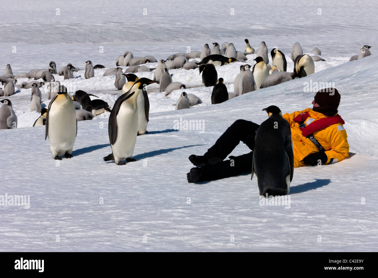 1 maschio confortevole Eco- tourist rilassante sulla neve circondato da curiosi Pinguini imperatore a friendly imperatore colonia di pinguini Antartide sulla neve ghiaccio Foto Stock
