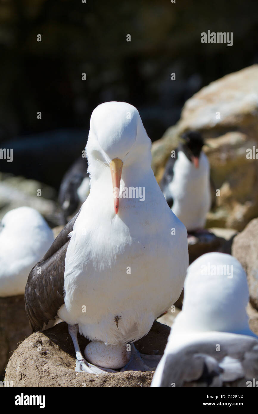 Nero-browed albatross con un uovo al nuovo Island Colony, West Falkland Foto Stock