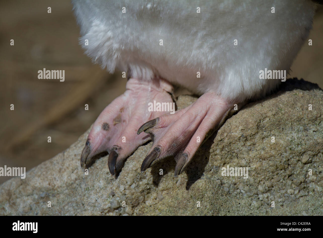 Close-up dei piedi di un pinguino saltaroccia, nuova isola, West Falkland Foto Stock