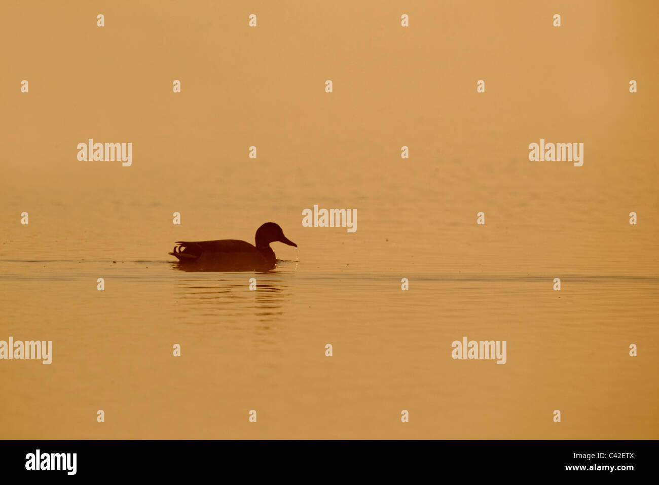 Il Germano Reale, Anas platyrhynchos, singolo uccello sulle acque all'alba nella nebbia, Derbyshire, Maggio 2011 Foto Stock