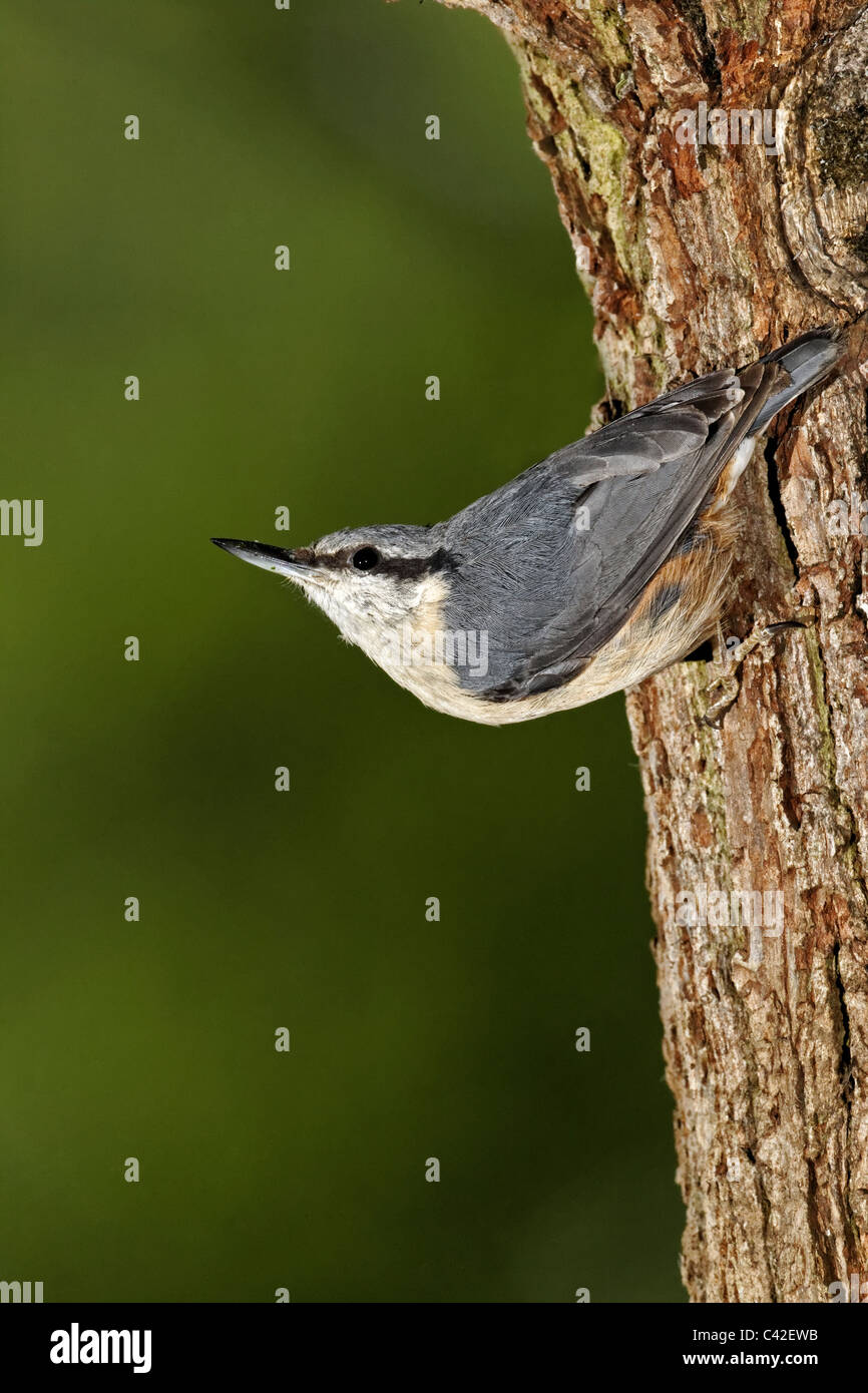 Picchio muratore, Sitta europaea, singolo uccello al foro di nido, Midlands, Maggio 2011 Foto Stock