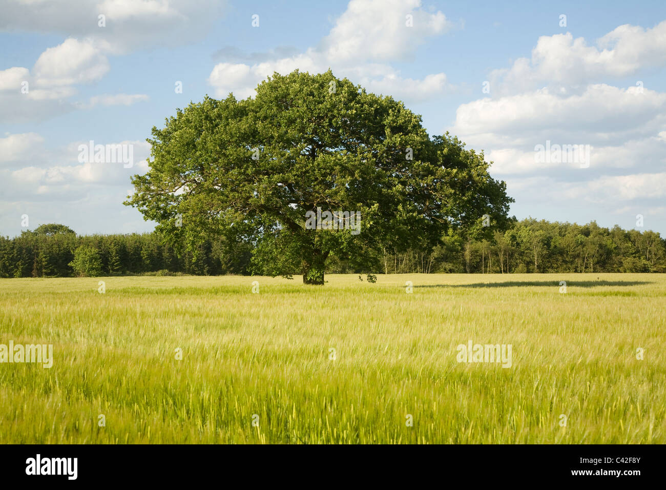 albero-di-quercia-in-estate-si-erge-nel-campo-di-cereali-iken-suffolk