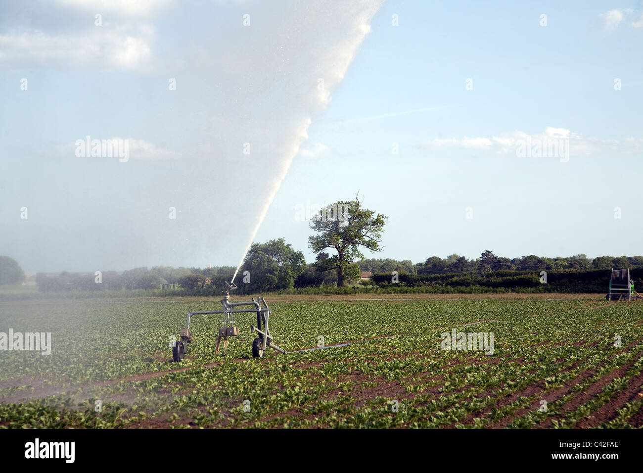 Acqua di irrigazione la spruzzatura del campo di barbabietole da zucchero, Iken, Suffolk, Inghilterra Foto Stock