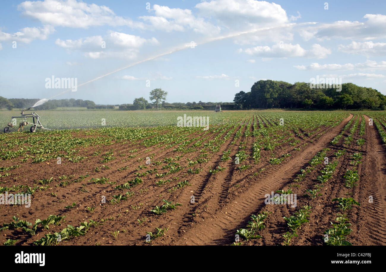 Acqua di irrigazione la spruzzatura del campo di barbabietole da zucchero, Iken, Suffolk, Inghilterra Foto Stock