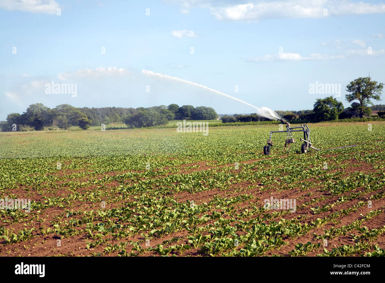 Acqua di irrigazione la spruzzatura del campo di barbabietole da zucchero, Iken, Suffolk, Inghilterra Foto Stock