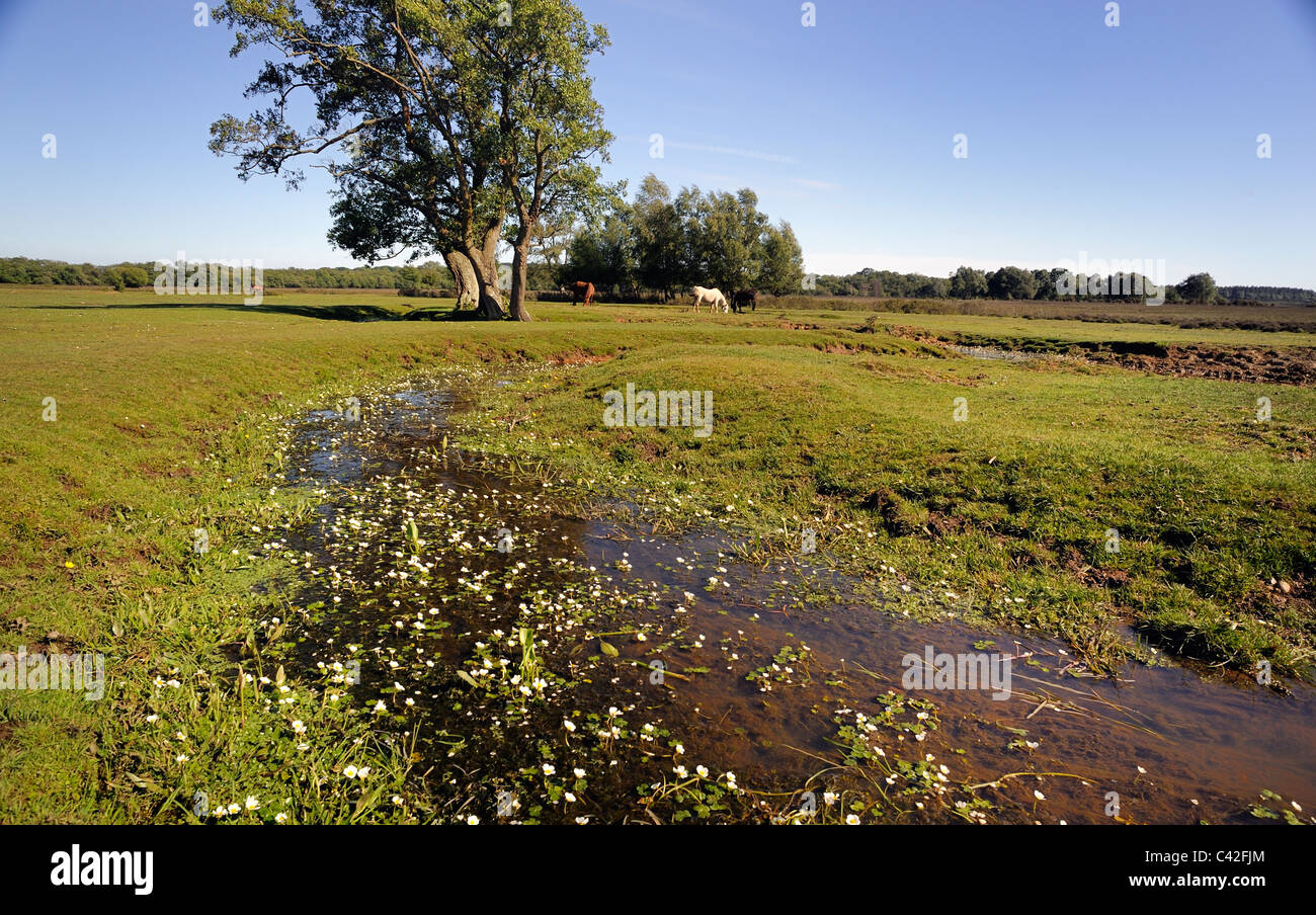 Fiori Selvatici e cavalli per la sorgente del fiume Beaulieu nella nuova foresta Foto Stock