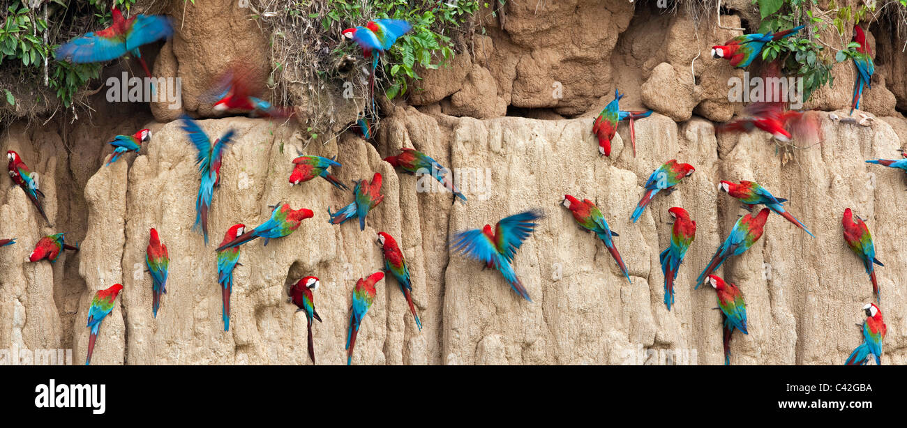 Parco Nazionale del Manu, il rosso e il verde Macaws ( Ara chloroptera ) ingestione di argilla da Tambo Blanquillo leccare di argilla. Foto Stock