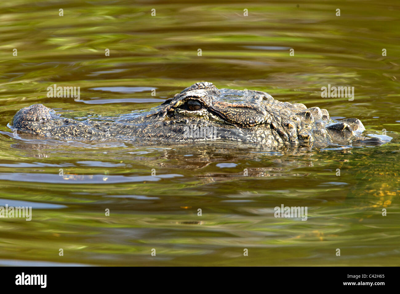 Alligatore close-up all'Gatorland aria aperta mescolanza di allevamento. Foto Stock