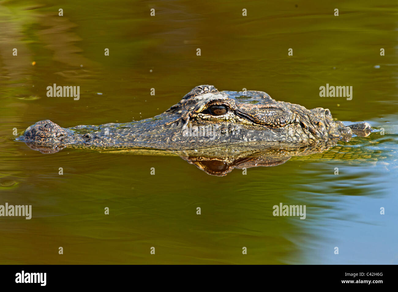 Un coccodrillo americano di nuoto nei laghi a Gatorland, Orlando in Florida. Foto Stock