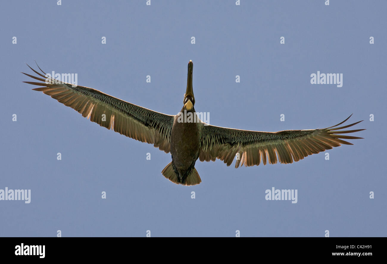 Brown Pelican in volo che mostra l'apertura alare underparts Foto Stock