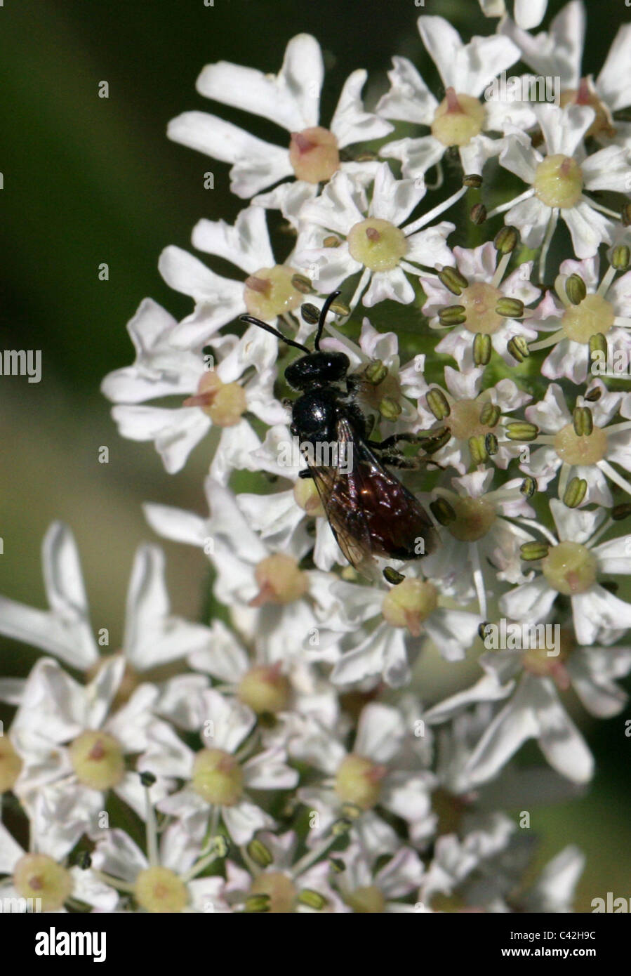 Sawfly, Dolerus sp., Tenthredinidae, Symphyta, Hymenoptera Foto Stock