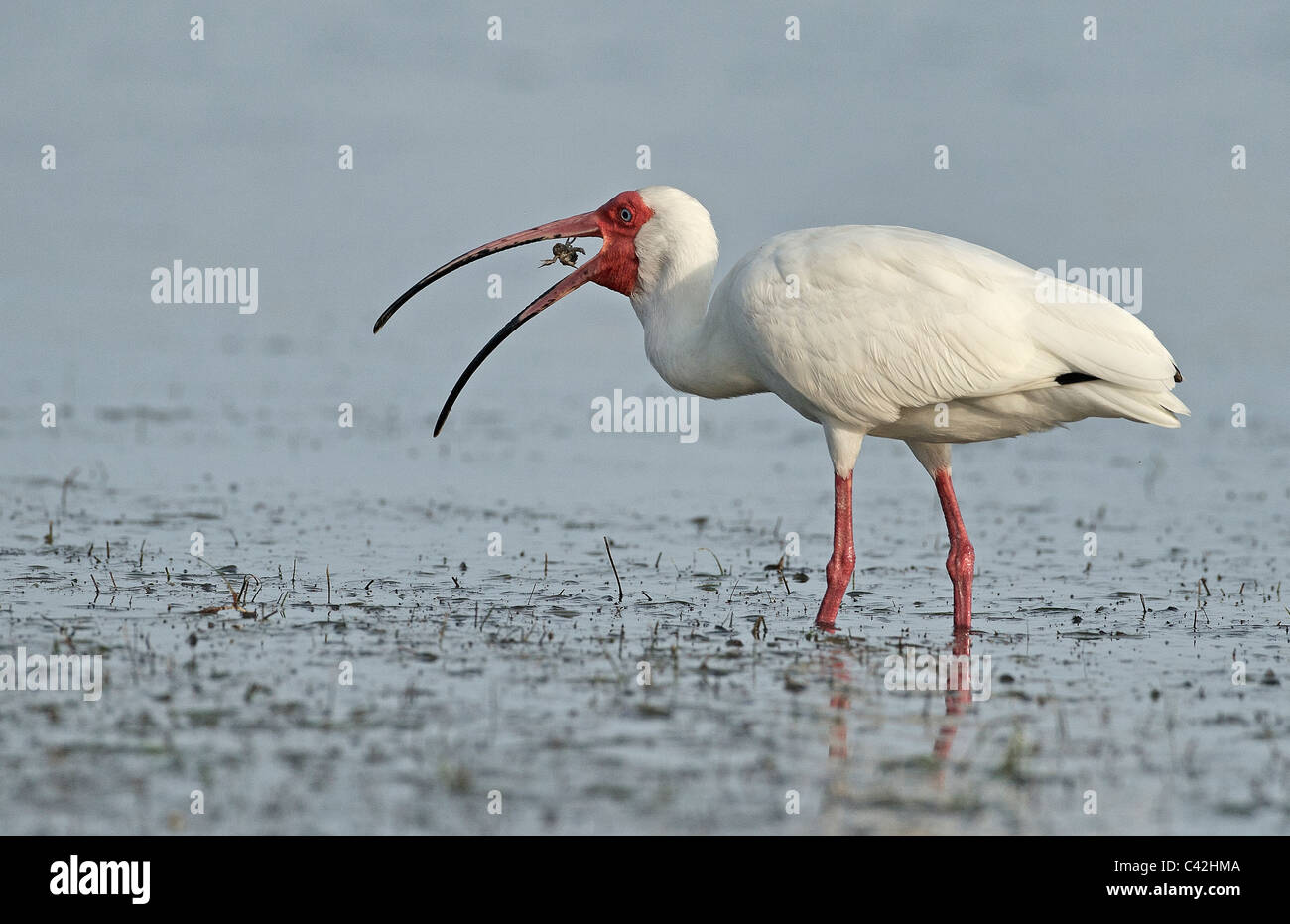 Ibis bianco granchio della deglutizione Foto Stock