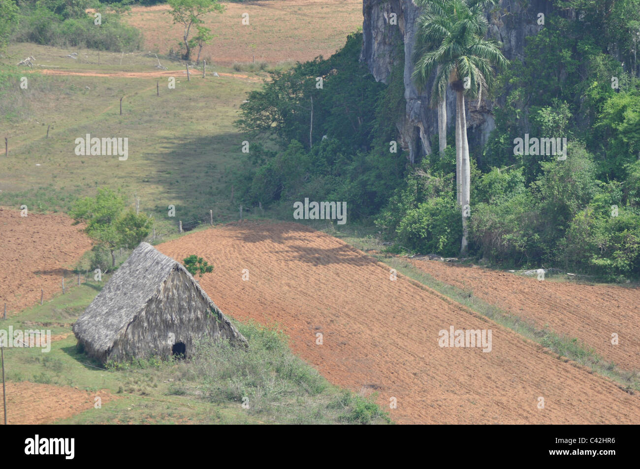 Un tradizionale tabacco cubano di essiccazione e di indurimento o casa fienile, utilizzato nella produzione di sigari. Pinar del Rio, Cuba. Foto Stock