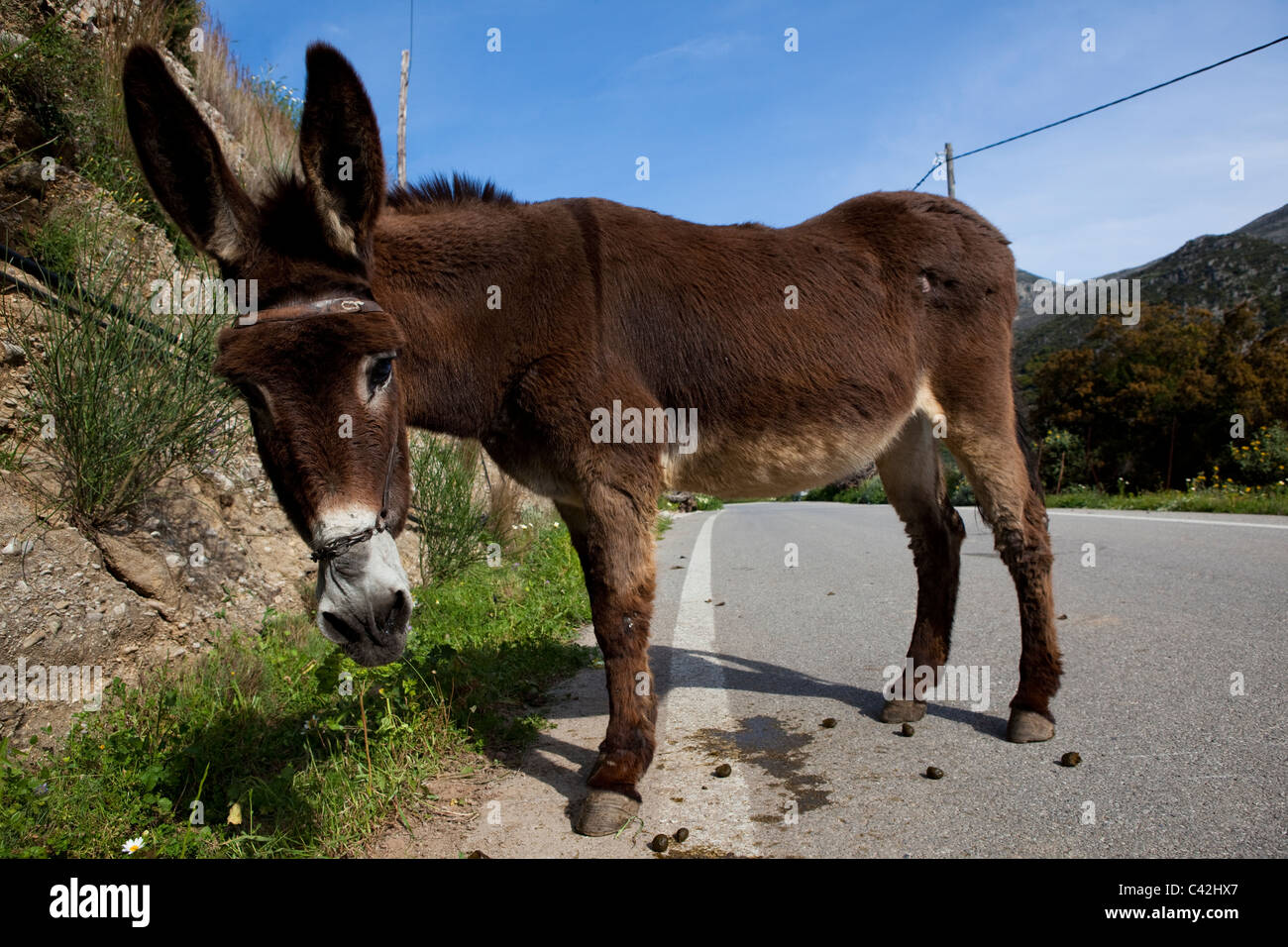 Asino a sinistra su una strada in provincia di Chania, Creta. Foto Stock