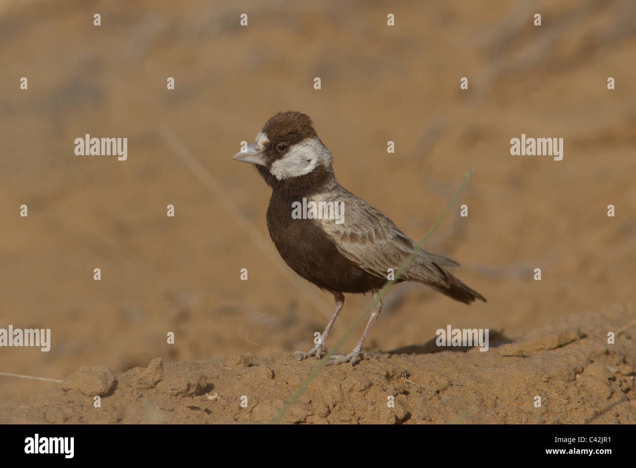 Nero-incoronato Sparrow-allodola. (Maschio) con prominenti crest display. Fotografato a tal Chapar Wildlife Sanctuary, Rajasthan, India Foto Stock