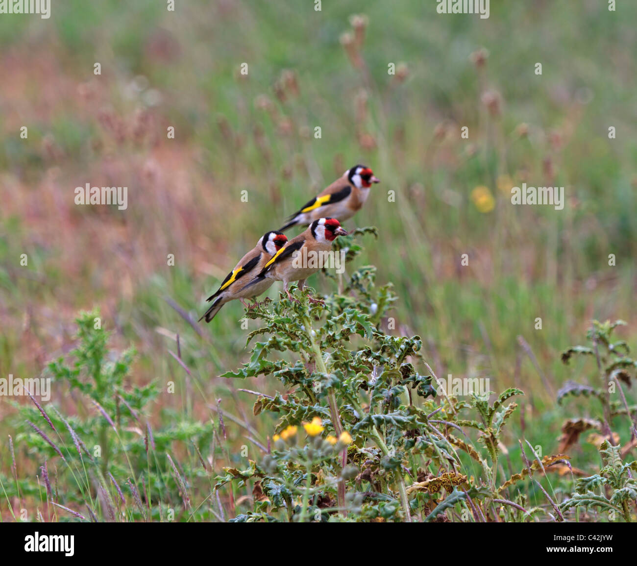 Cardellino, Carduelis carduelis. Tre cardellini appollaiarsi su un erbaccia in un campo. Foto Stock