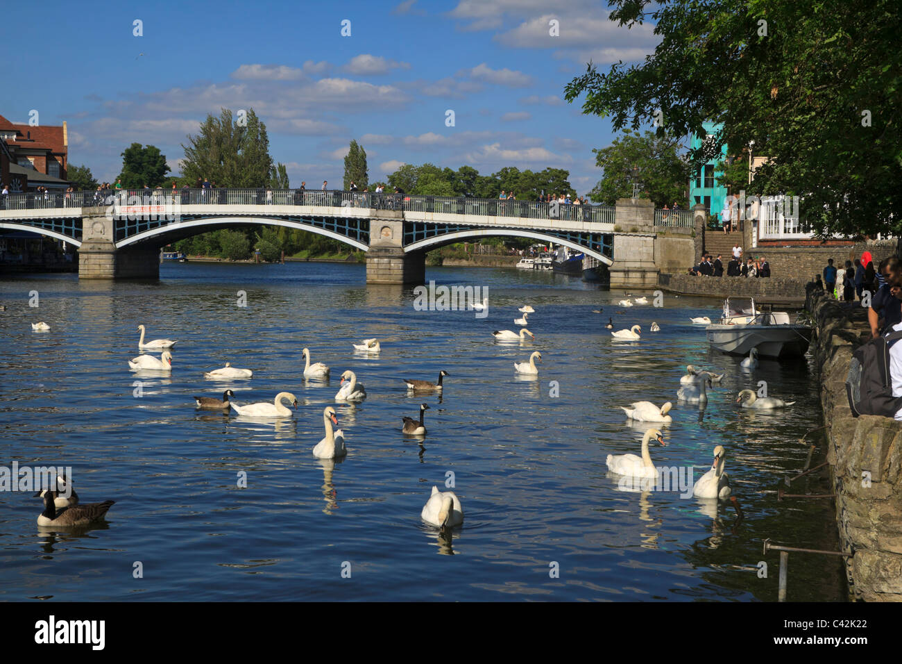 Il fiume Tamigi e Ponte di Windsor, Berkshire, Regno Unito. Cigni e Oche del Canada attendere dispense dai turisti a piedi lungo la strada alzaia Foto Stock