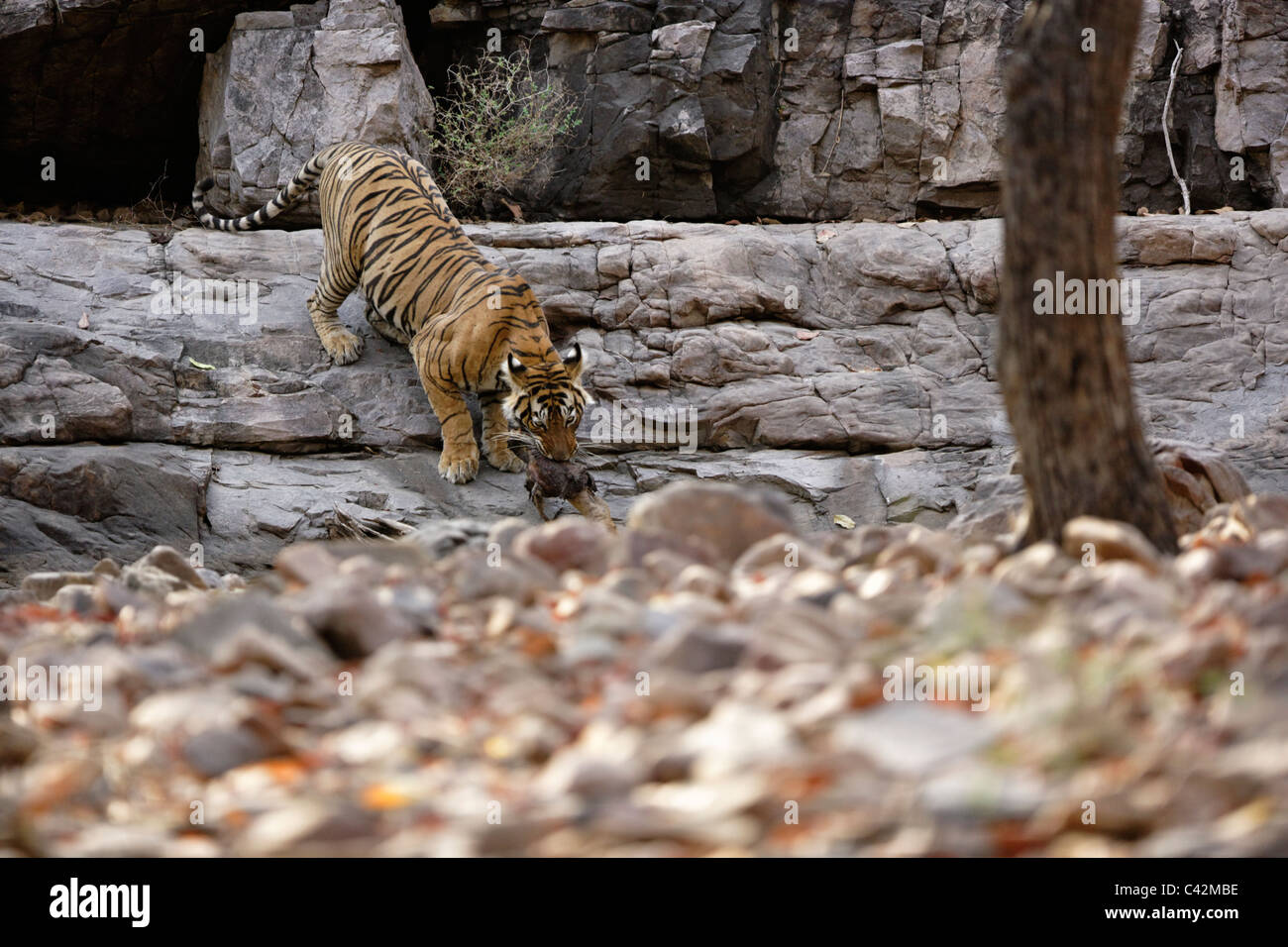 Tigre del Bengala trascinando un kill di un cervo a Ranthambore Riserva della Tigre, Rajasthan in India. ( Panthera Tigris ) Foto Stock