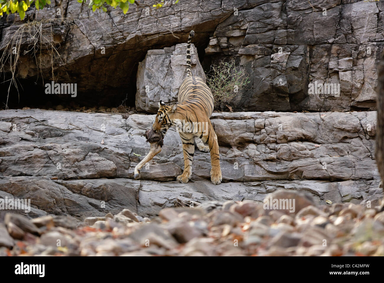 Tigre del Bengala spostando una carcassa di un luogo sicuro di Ranthambore Riserva della Tigre, Rajasthan in India. ( Panthera Tigris ) Foto Stock