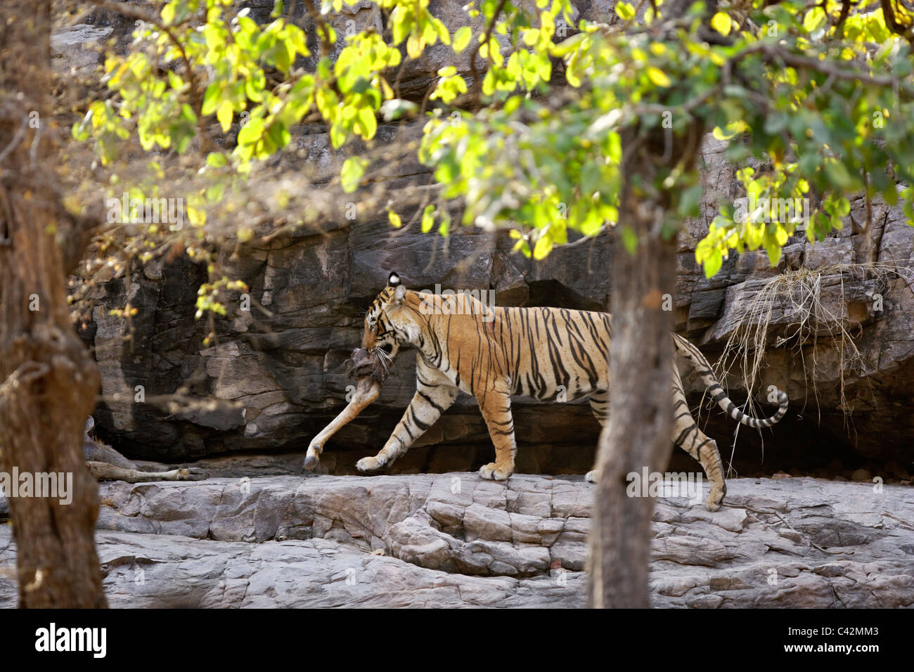 Tigre del Bengala spostando una carcassa di un luogo sicuro di Ranthambore Riserva della Tigre, Rajasthan in India. ( Panthera Tigris ) Foto Stock