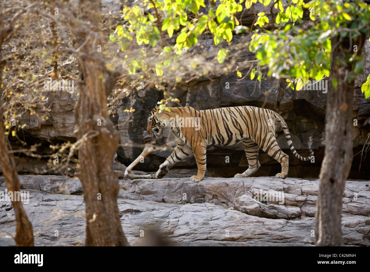 Tigre del Bengala lo spostamento di una gamba di carcassa ad un luogo sicuro di Ranthambore Riserva della Tigre, Rajasthan in India. ( Panthera Tigris ) Foto Stock