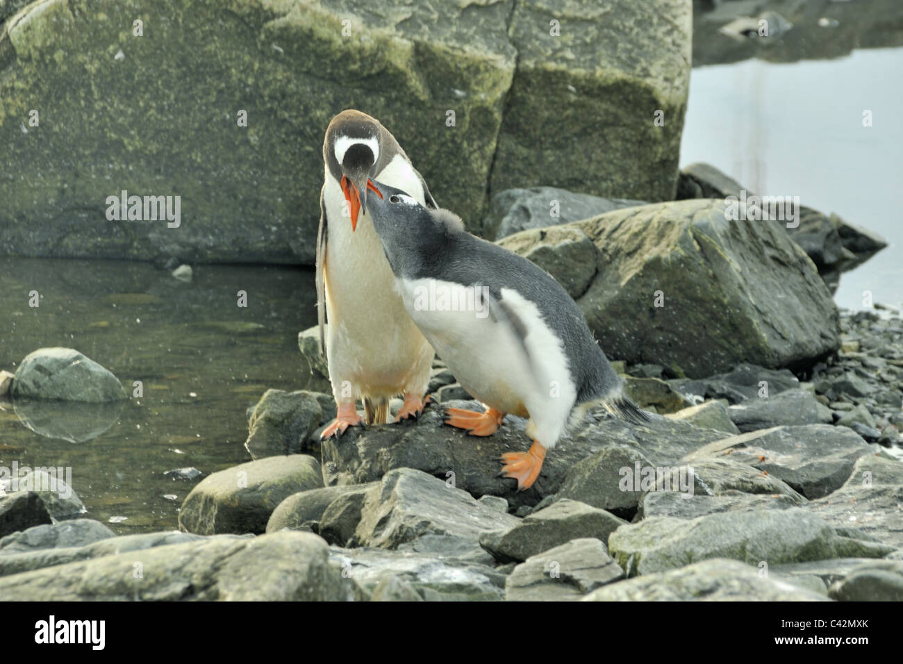 I capretti Penguin Chick alimentazione da genitori raccolto, Paradise Bay, Antartide Foto Stock