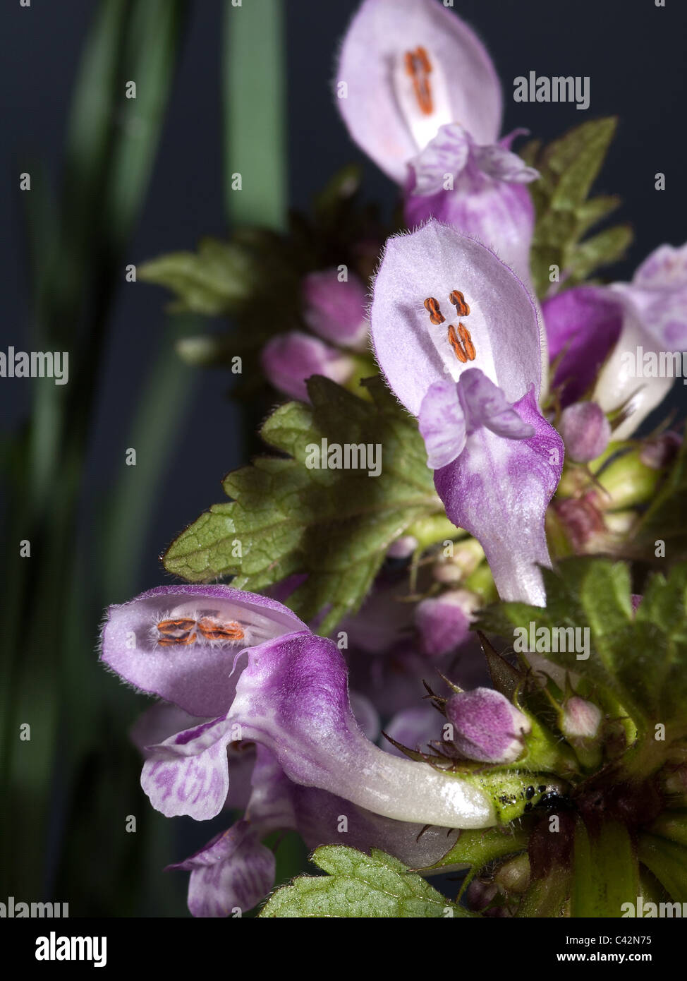 Lamium maculatum, pezzata deadnettle, verticale ritratto di fiori di colore rosa con bel al di fuori della messa a fuoco lo sfondo. Foto Stock