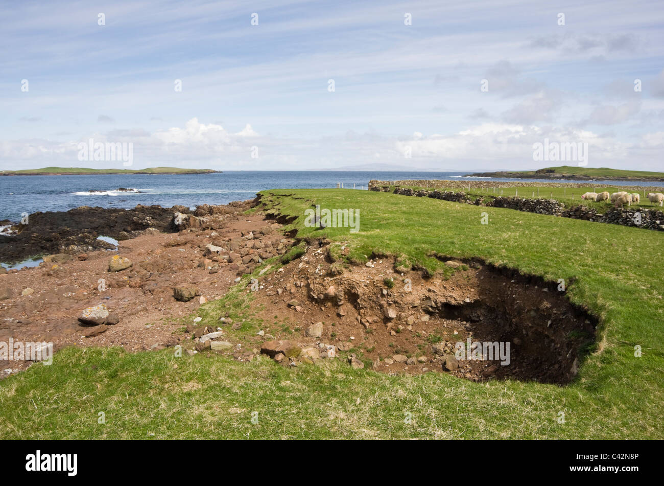 Sandness, Isole Shetland Scozia, Regno Unito, Europa. Erosione costiera sulla costa ovest Foto Stock