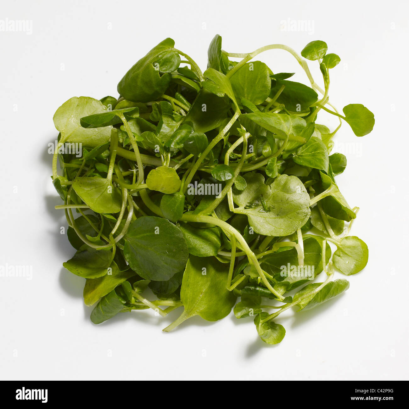 Crescione Foto Stock