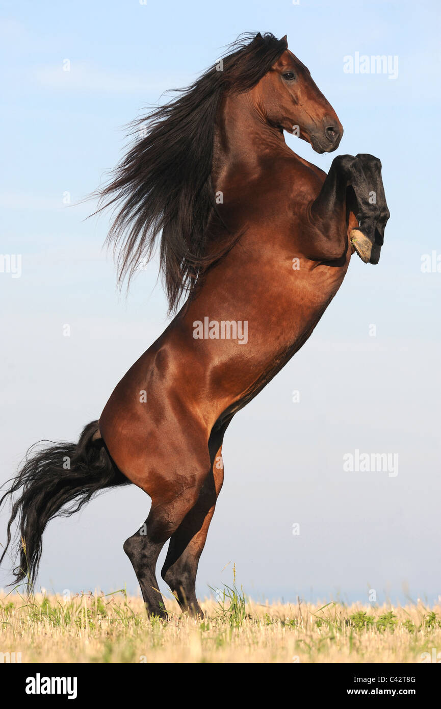 Cavallo andaluso (Equus caballus ferus). Bay stallone allevamento su un prato. Germania. Foto Stock