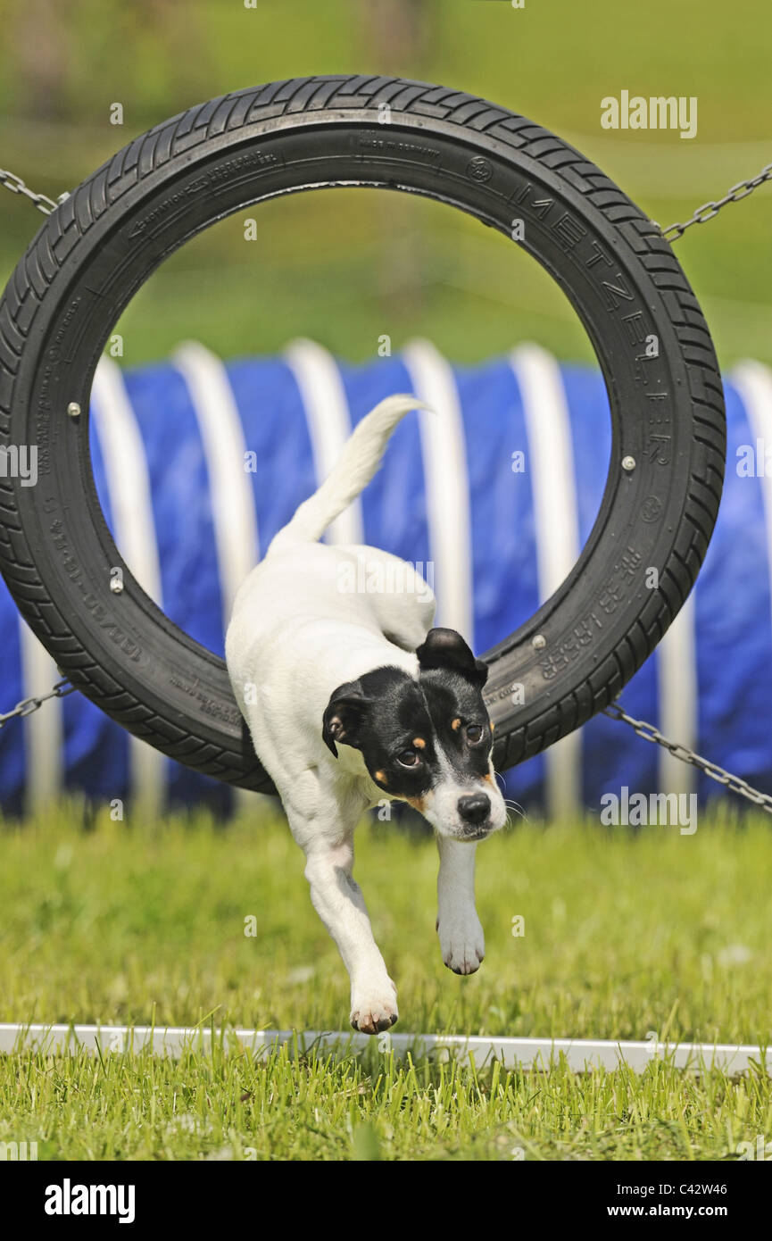 Jack Russell Terrier (Canis lupus familiaris) saltando attraverso un pneumatico su un percorso ad ostacoli. Germania. Foto Stock