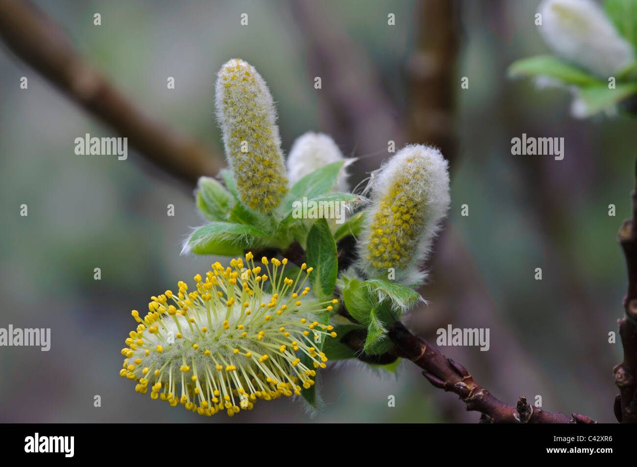 Willow (Salix hastata 'Wehrhahnii'), fiore maschio Foto Stock