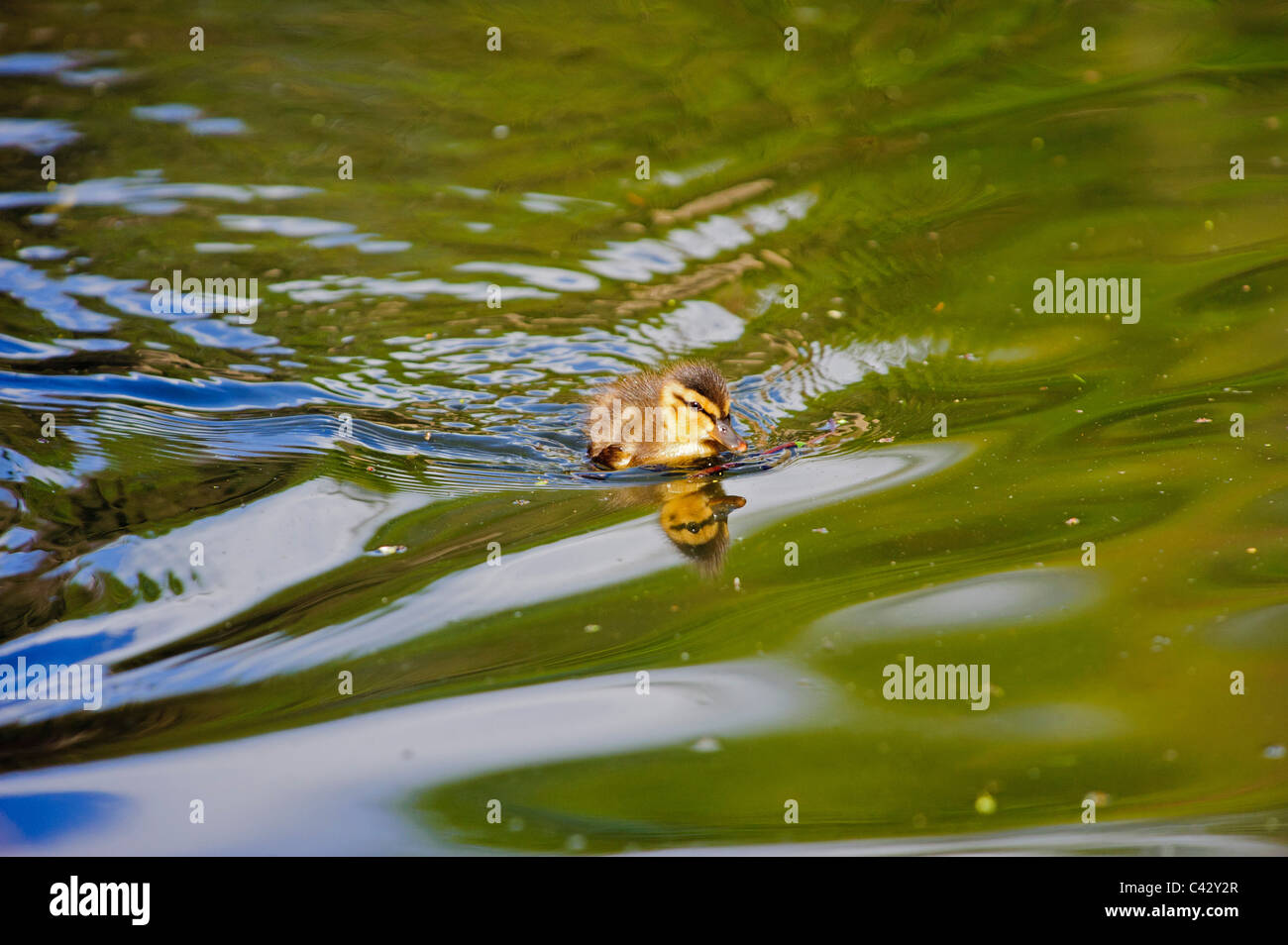 Il germano reale (Anas platyrhynchos), chick Foto Stock