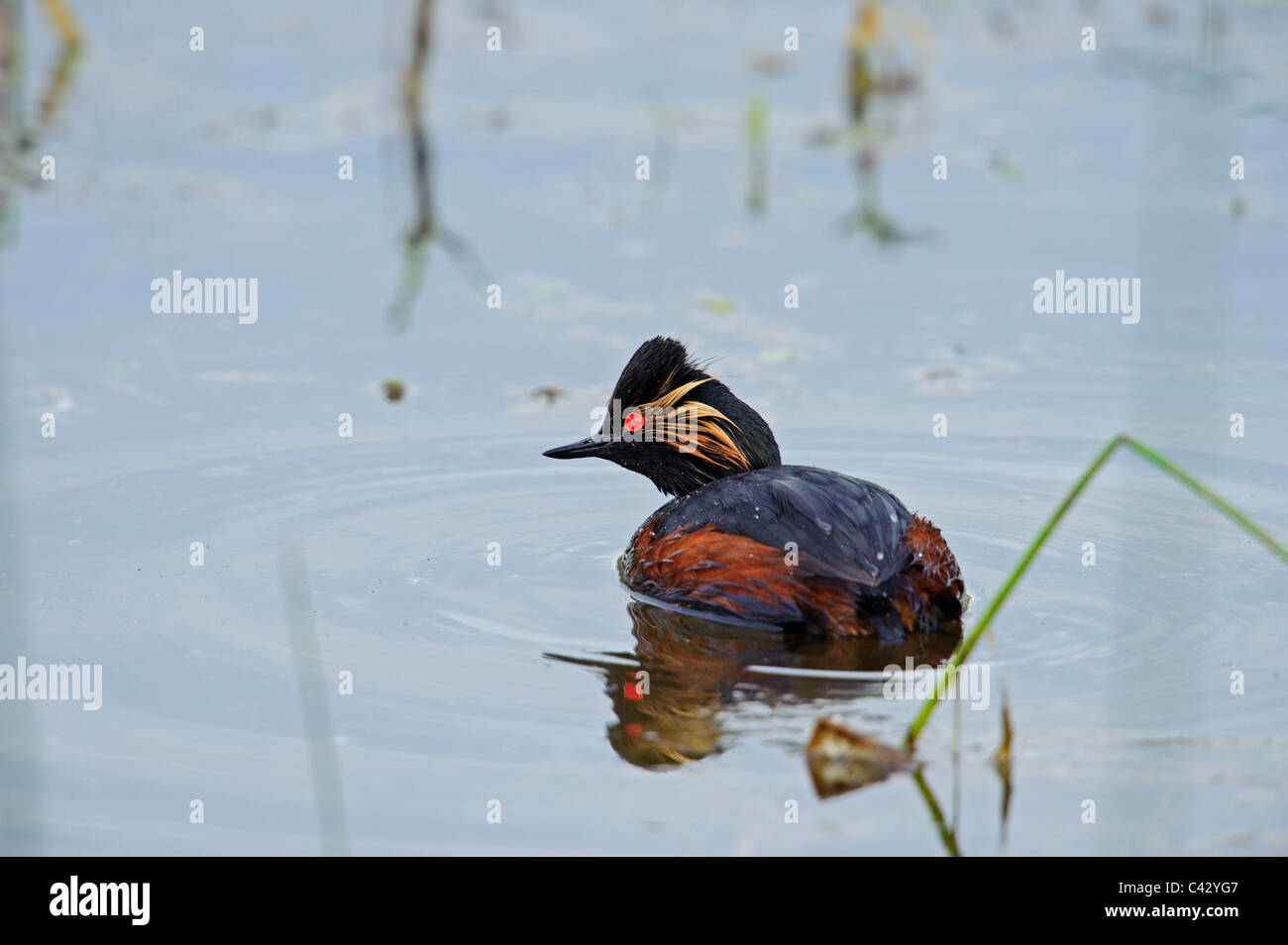 Nero-Svasso collo (Podiceps nigricollis), maschio Foto Stock