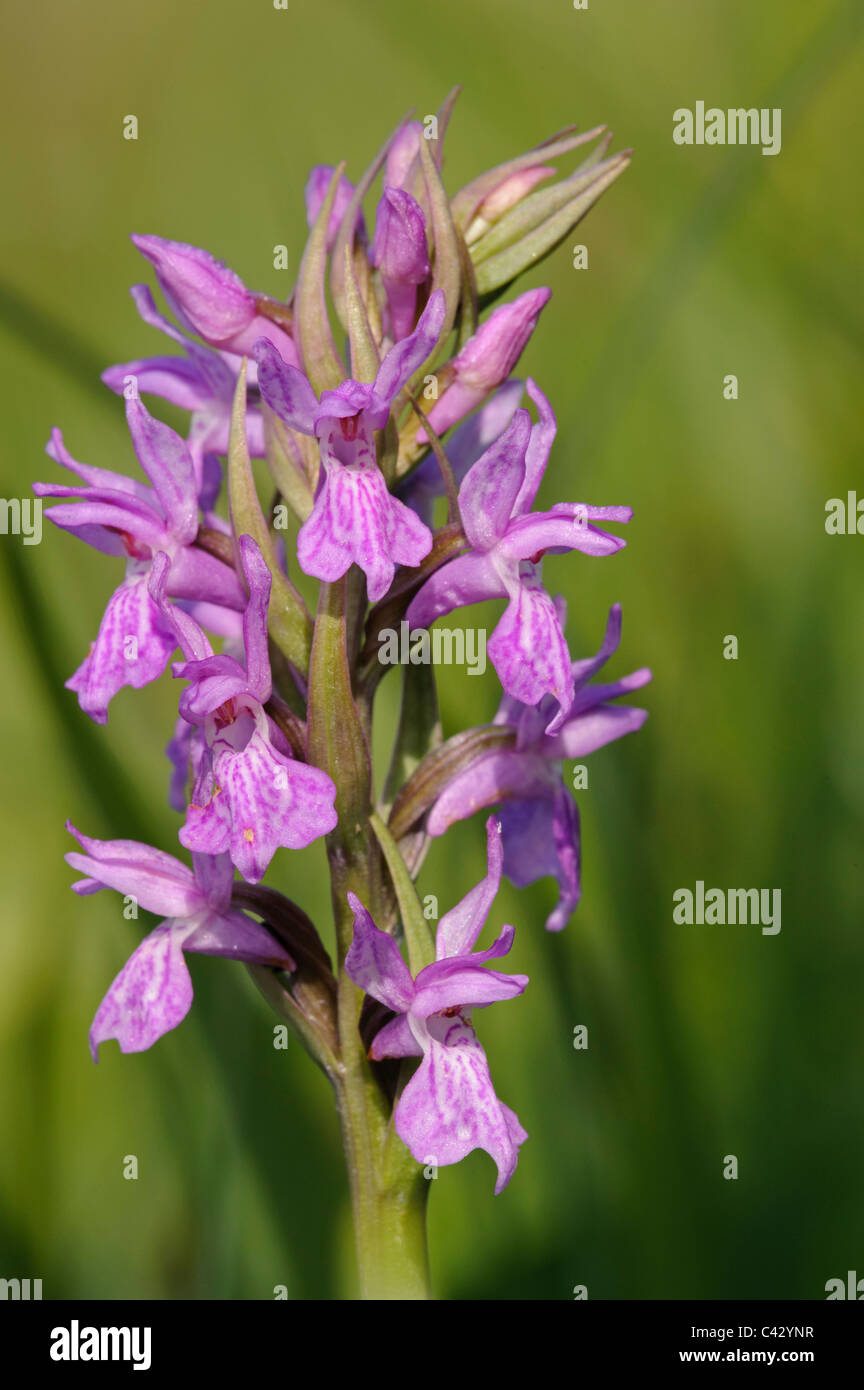 Brenne (orchidea Dactylorhiza brennensis), testa di fiori Foto Stock