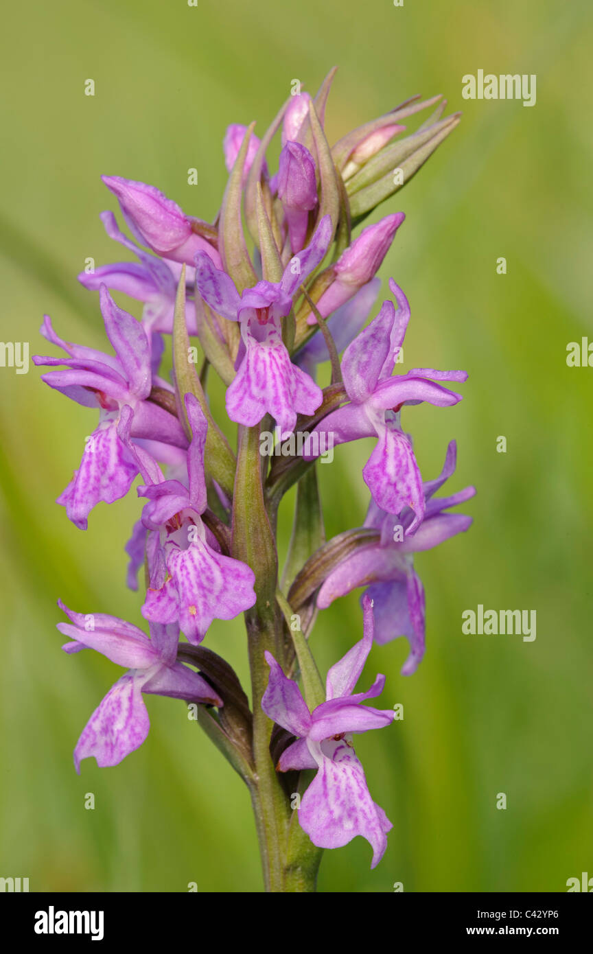 Brenne (orchidea Dactylorhiza brennensis), testa di fiori Foto Stock
