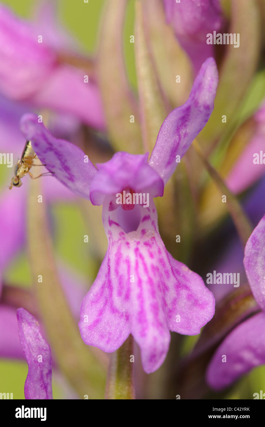 Brenne (orchidea Dactylorhiza brennensis), dettaglio Foto Stock