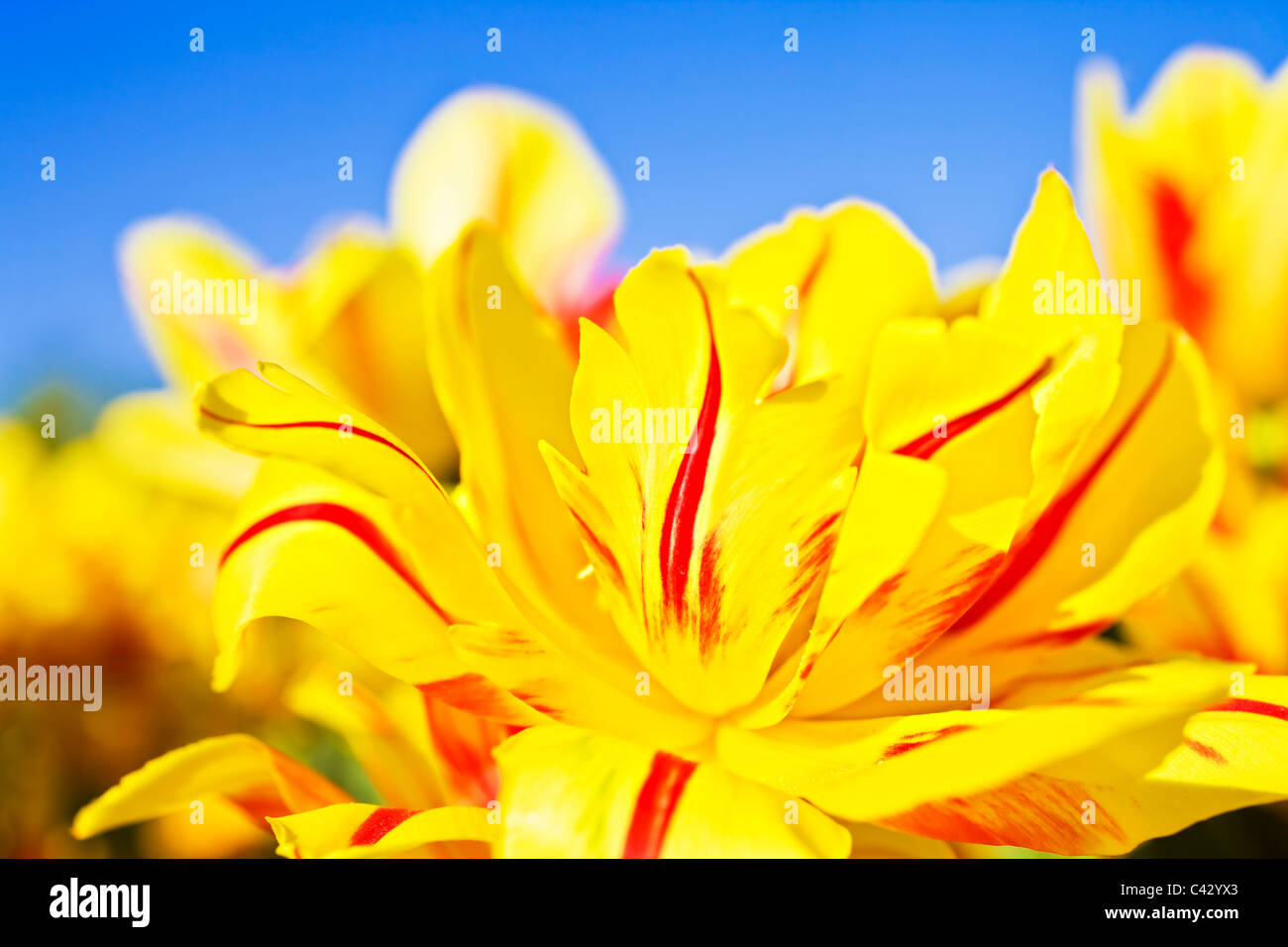 Giallo e rosso fiori che fioriscono i tulipani contro il cielo blu closeup Foto Stock