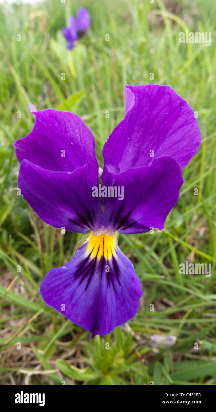 Mountain Pansy (Viola lutea), unico fiore Foto Stock