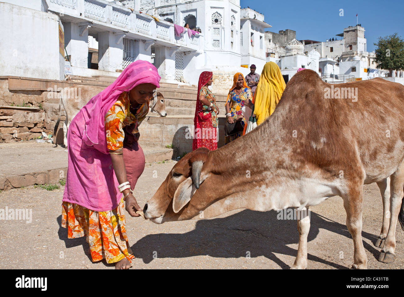 Donna Indiana che offre cibo per una vacca. Pushkar. Il Rajasthan. India Foto Stock