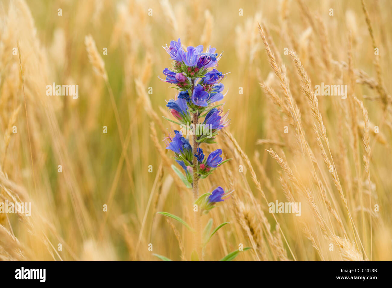 La Viper Bugloss (Echium vulgare) in un prato a secco Foto Stock