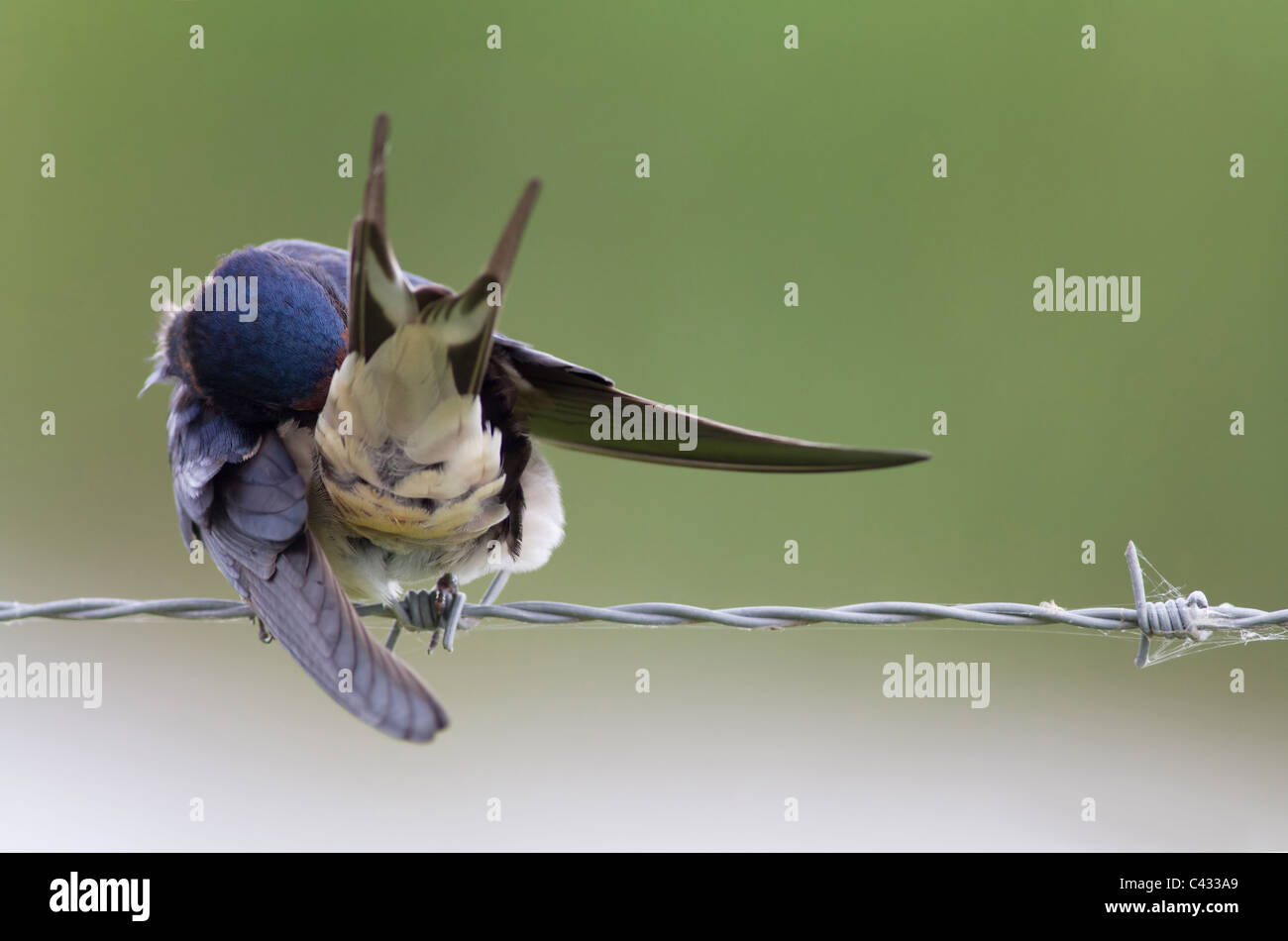 Swallow seduti sul filo spinato Foto Stock