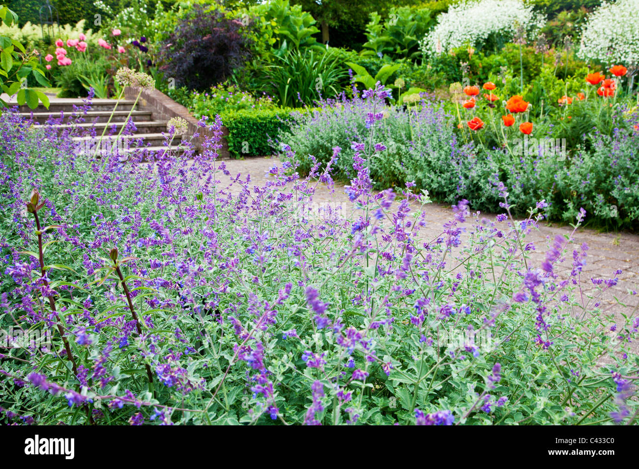 Nepeta o nepitella fodera un mattone sentiero lastricato che conduce a passi attraverso il paese giardino alla RHS Wisley, Surrey, England, Regno Unito Foto Stock