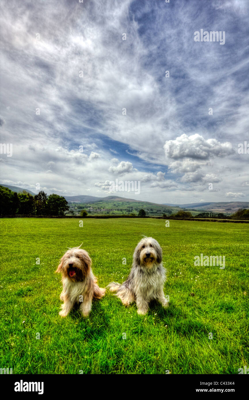 Maschio e femmina collie barbuto pet cani domestici in attesa di azione in Cumbria Foto Stock