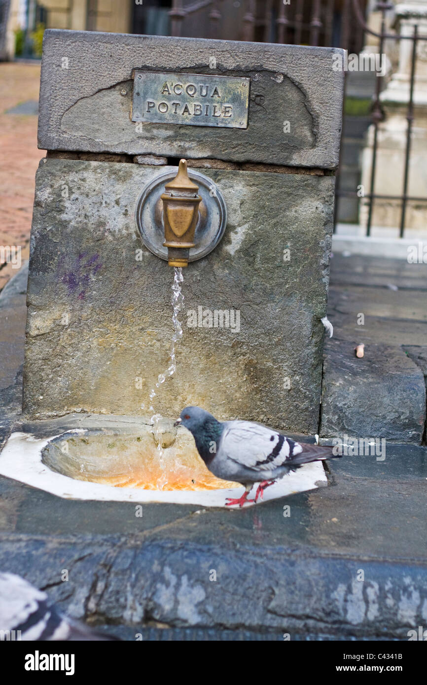 Siena rubinetto di acqua e piccione Foto Stock