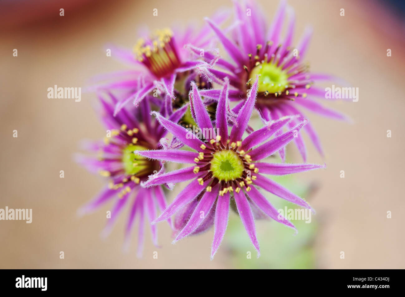 Sempervivum Roter Gigant fiori Foto Stock