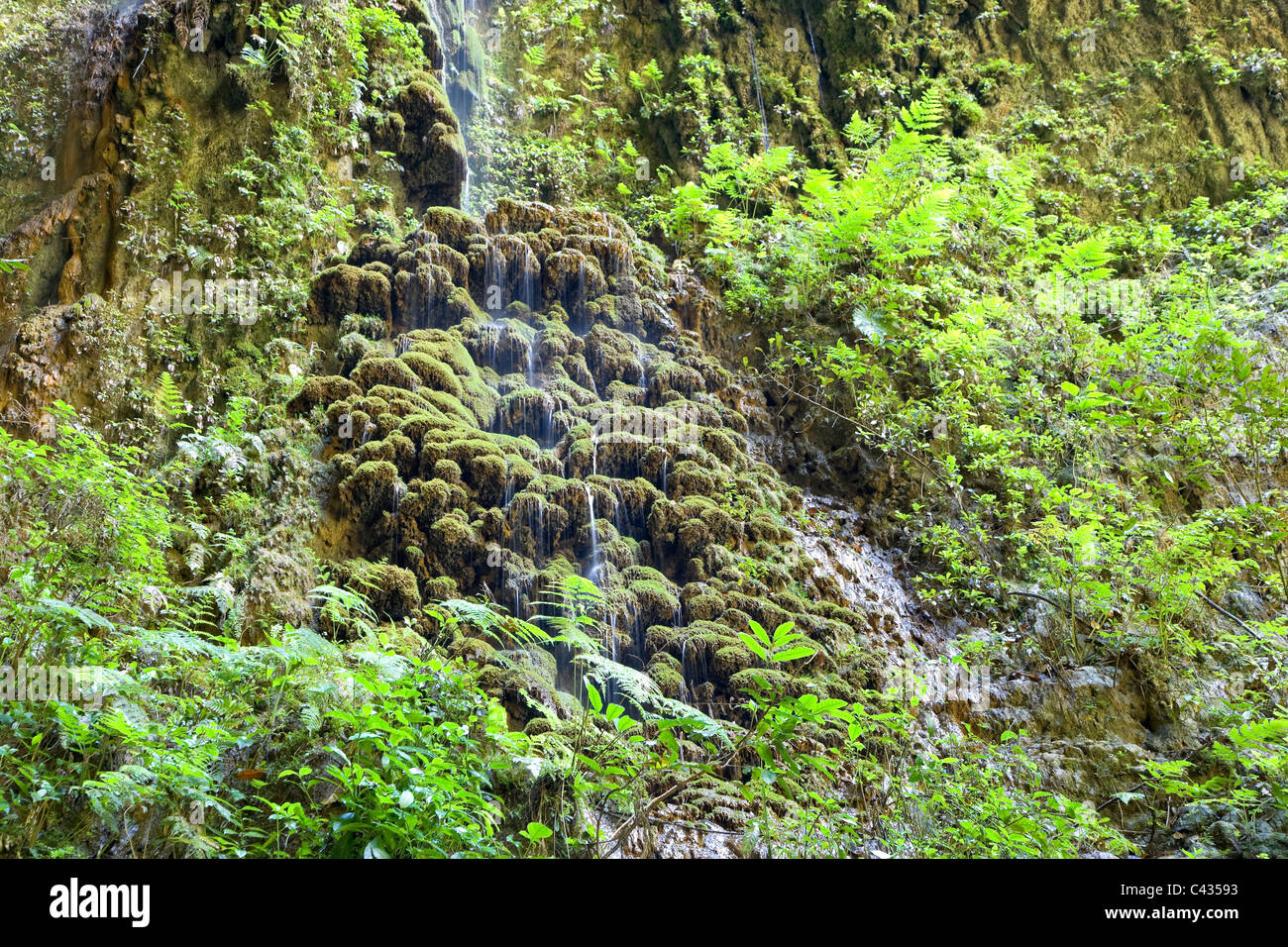 Stati Uniti d'America, Caraibi, Puerto Rico, centrale Monti, Parque de las Cavernas del Rio Camuy, Cueva Catedral (Cathedral Cave) Foto Stock