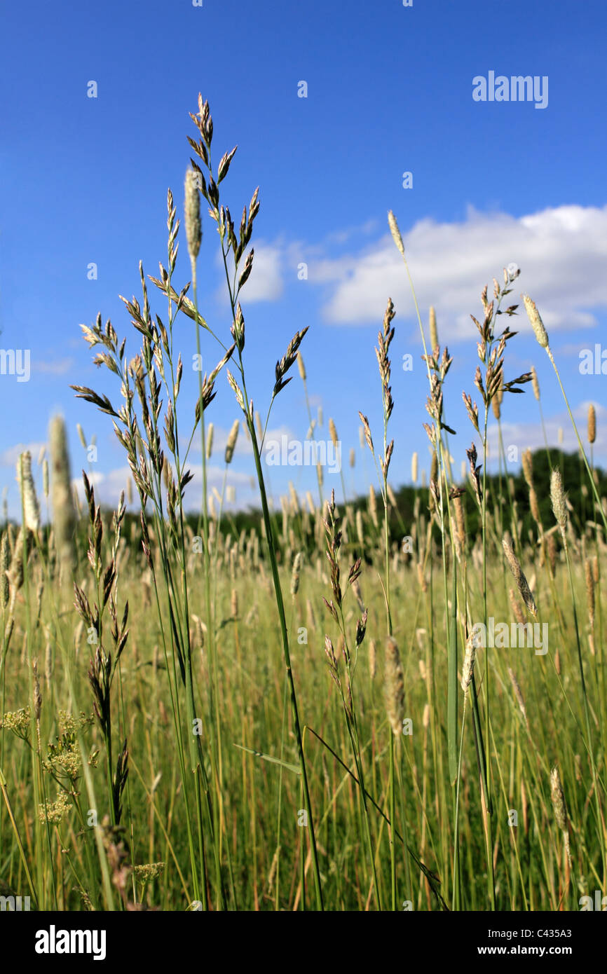 Cats Eye attraverso erba lunga, Hogsmill Open Space, Ewell Epsom Surrey in Inghilterra REGNO UNITO Foto Stock