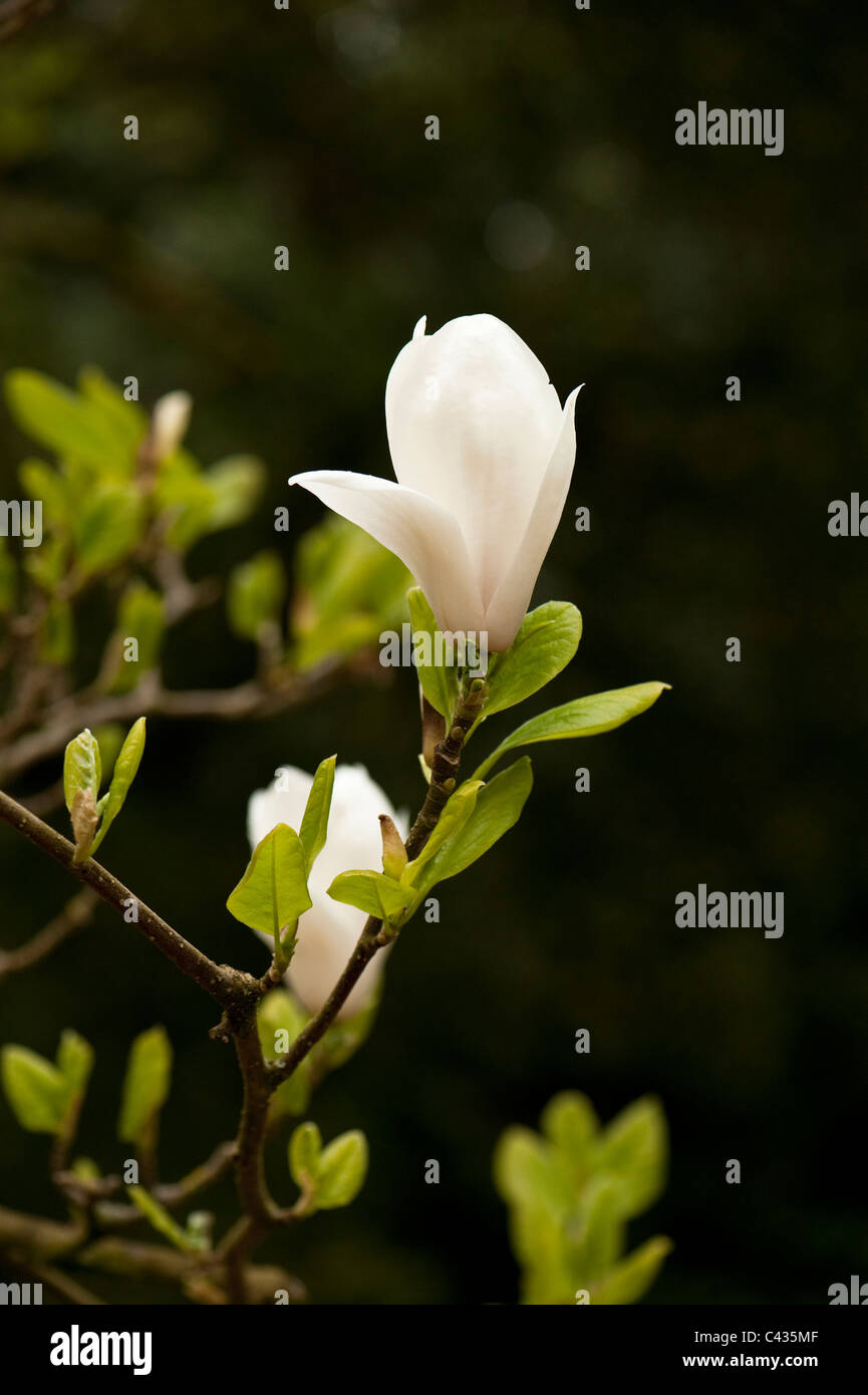 X Magnolia soulangeana 'Alba Superba' in fiore Foto Stock
