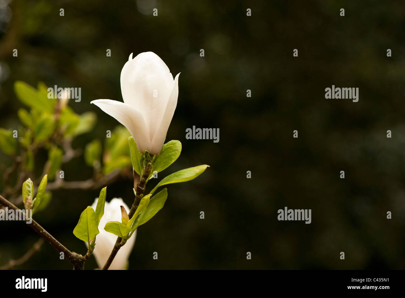 X Magnolia soulangeana 'Alba Superba' in fiore Foto Stock